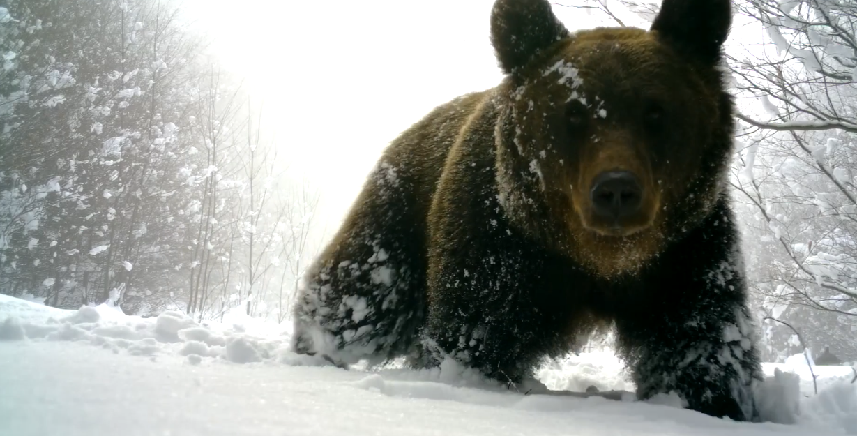 Бежать или замереть: как выжить при встрече с медведем в Карпатах